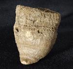 Aulosmilia archiaci (FROMENTEL 1862) - Bild © FossNet FossilienStore